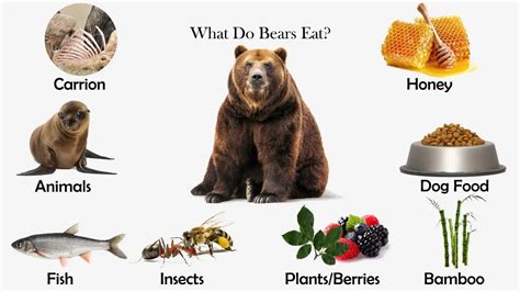 Adult brown bears are powerful, top-of-the-food chain predators, but much of their diet consists of nuts, berries, fruit, leaves, and roots. Bears also eat other animals, from rodents to... 